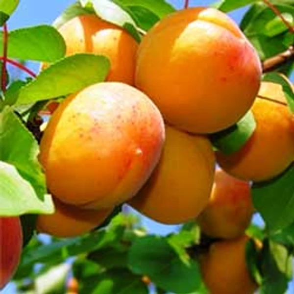 Gyümölcsfa Ceglédi óriás kajszibarack K12/10 200/250