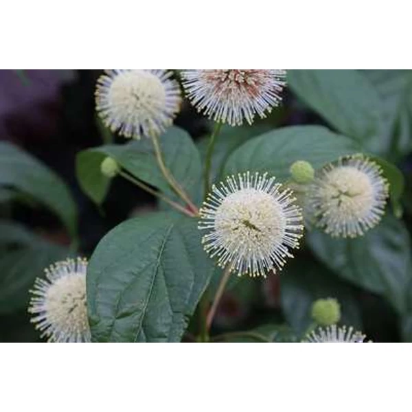 Cephalanthus occidentalis 'Fiber Optics' – Gombvirág cserje K3