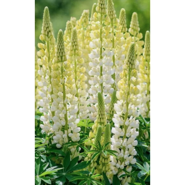 Lupinus Chandelier - Csillagfürt Cs14