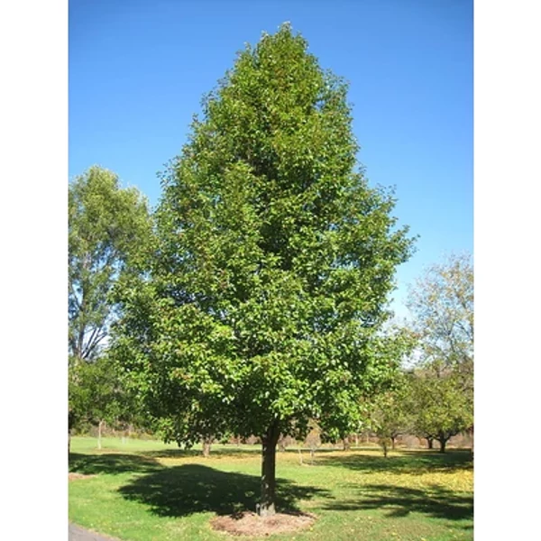 Pyrus calleryana Chanticleer -  Kínai díszkörte K50/70 12/14 300+