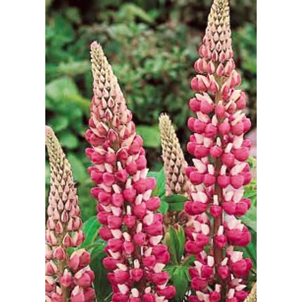 Lupinus The Chatelaine - Csillagfürt Cs14