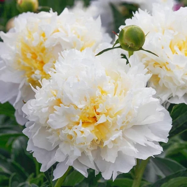 Paeonia lactiflora 'Cheddar Cheese' – Illatos bazsarózsa K3L