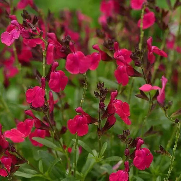 Salvia greggii 'Mirage Cherry Red' - Őszi zsálya Cs14