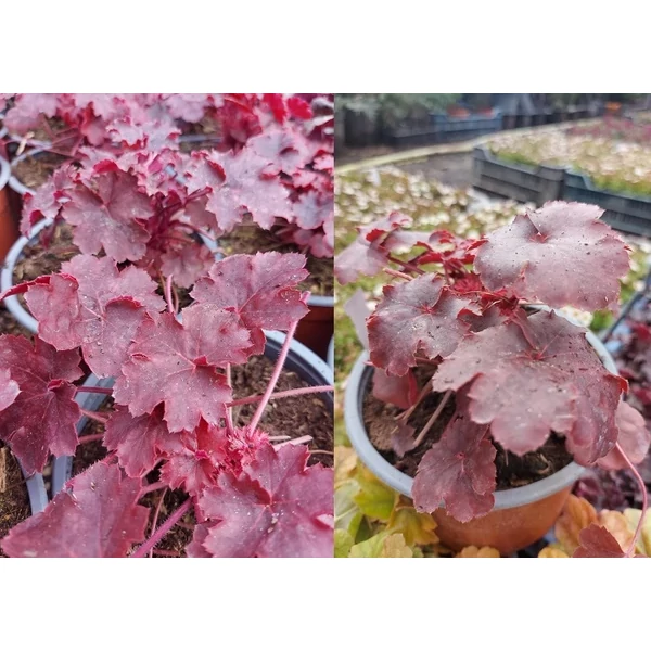 Heuchera Cherry Cola  Rozsdavörös tűzeső Cs15