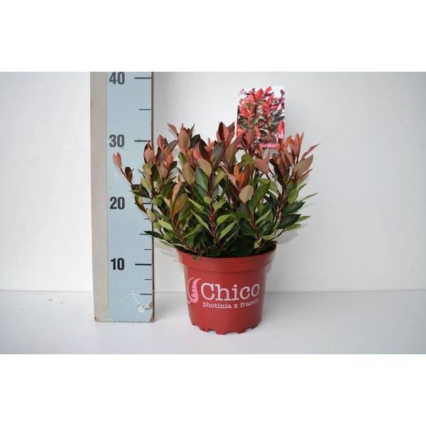 Photinia fras. Chico- Vörös korallberkenye P17 K2L