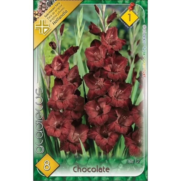 Kardvirág Gladiolus Chocolate 10db/cs 	 