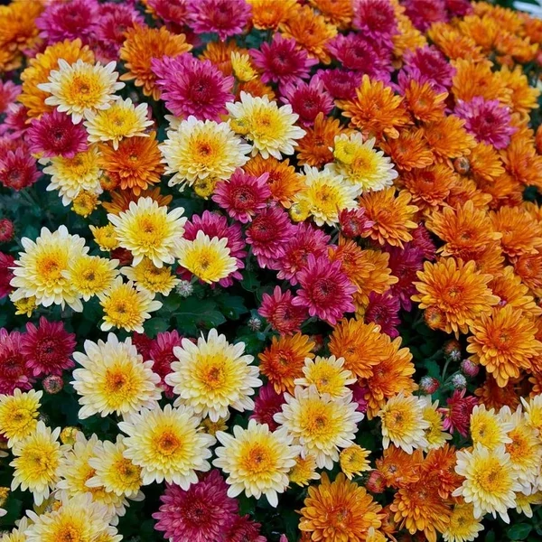 Chrysanthemum 