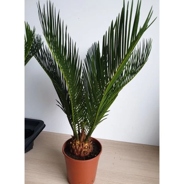 Cycas revoluta - Cikász pálma CLT18-20