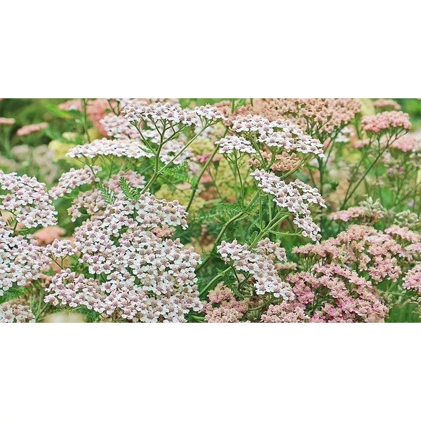 Achillea Desert Eve Terracotta Cickafark CS14