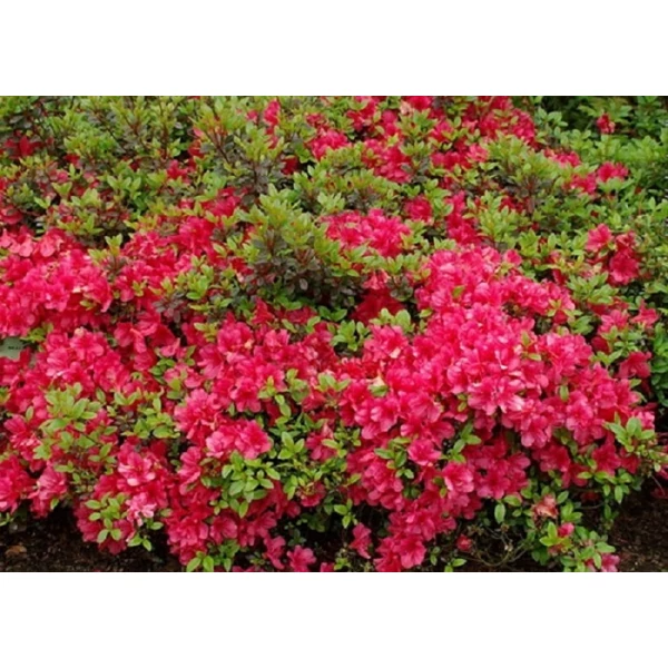 Azalea japonica kúp formára nyírt japán azálea K18 100/110