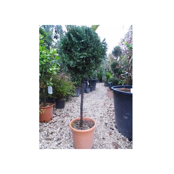 x Cupressocyparis leylandii  - Leylandi ciprus gömb törzses K40 T125