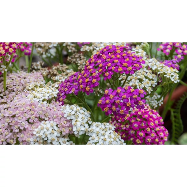 Achillea  - Cickafark CS9