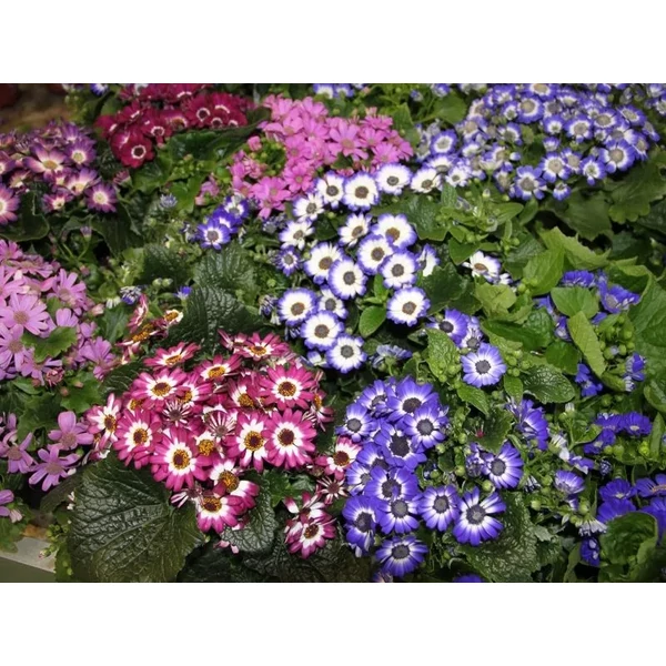 Pericallis x hybrida - Cinerária színkeverék