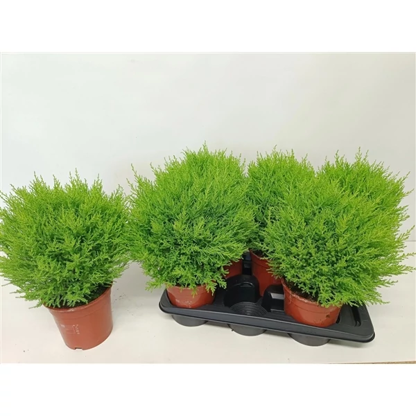 Cupressus macrocarpa - Monterey ciprus pom-pom Kicsi