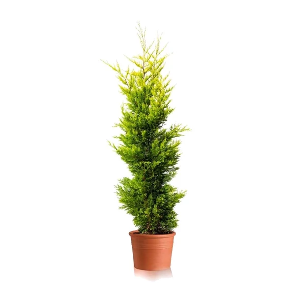 x Cupressocyparis leylandii 'Gold Rider' - Arany leylandi ciprus K4,5 80 