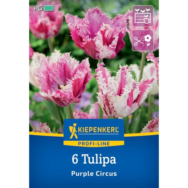Kiepenkerl Purple Circus rojtos tulipán virághagymák 6 db