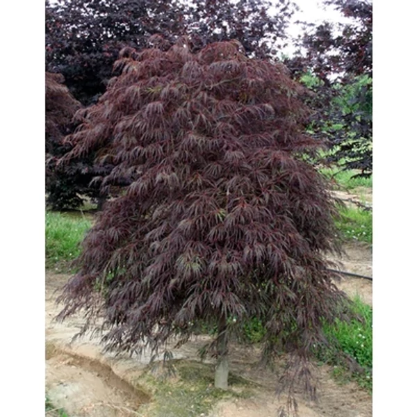 Acer palmatum Crimson Queen Csüngő habitusú, bronzszínű, szeldelt levelű japán juhar K3 60/80
