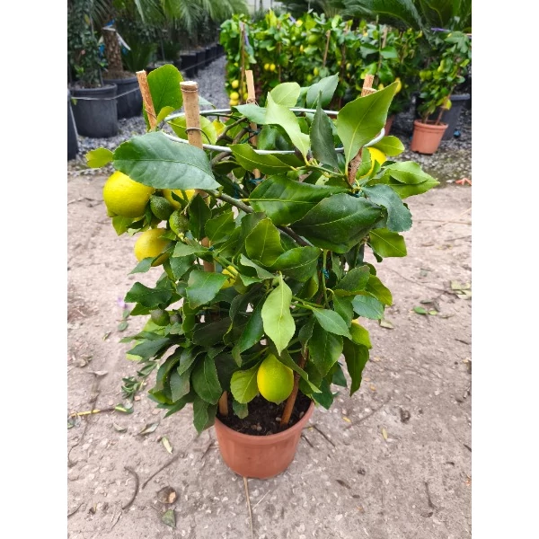 Citrus limon  - Citromfa K7 70/80