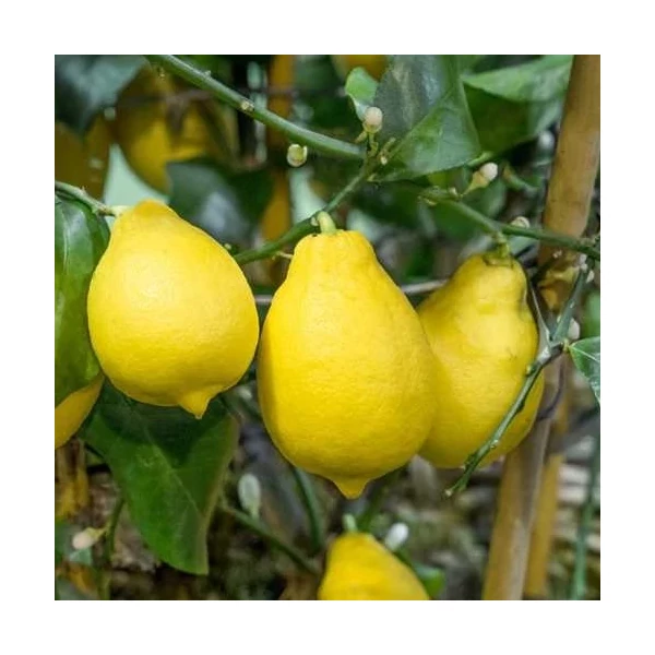 Citrus - Citromfa 50-60 cm