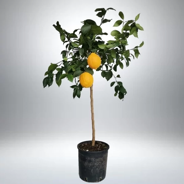 Citrus Limon Meyeri - Meyer citrom magastörzsön