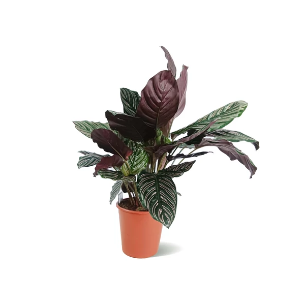Calathea Mix Cs19