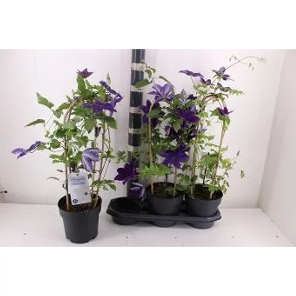 Clematis - 70 cm 1db