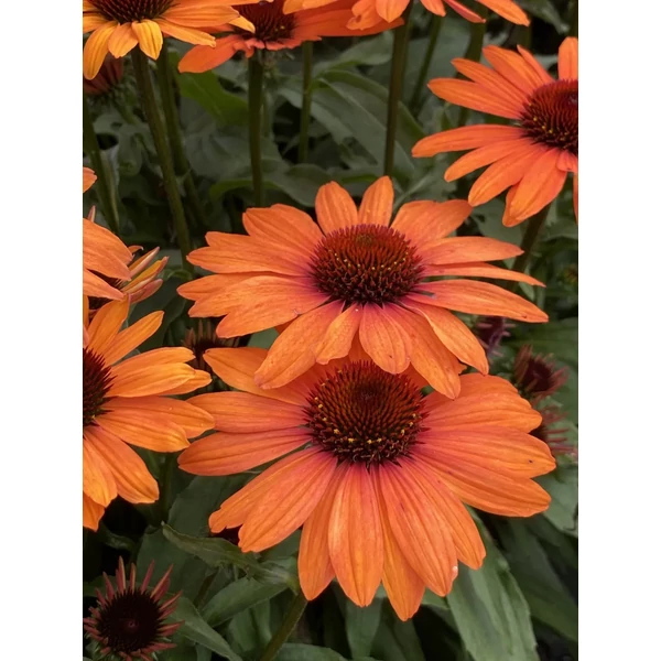 Echinacea 'Sunseekers Clementine' - Kasvirág Cs15
