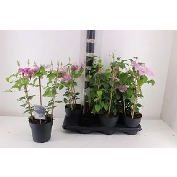 Clematis boulevard - 50 cm 1db