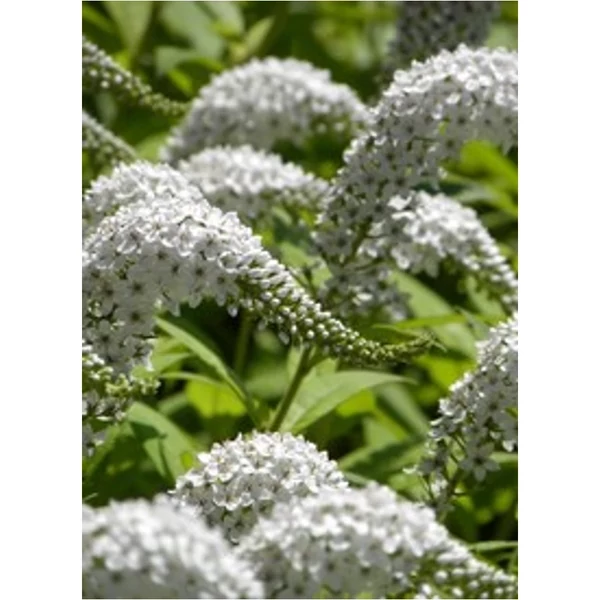 Lysimachia clethroides - Lizinka Cs12
