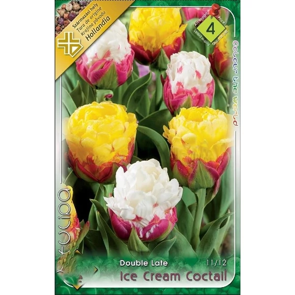Tulipán virághagyma 3-db-os Ice Cream Coctail
