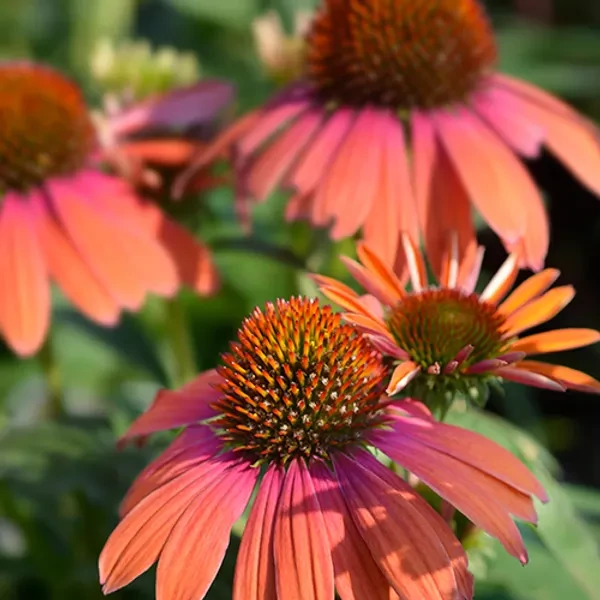 Echinacea 'Summer Coctail' - Kasvirág Cs14