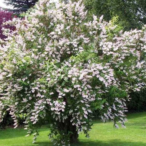Deutzia scabra Codsall Pink- érdeslevelű gyöngyvirágcserje K3L 60/80