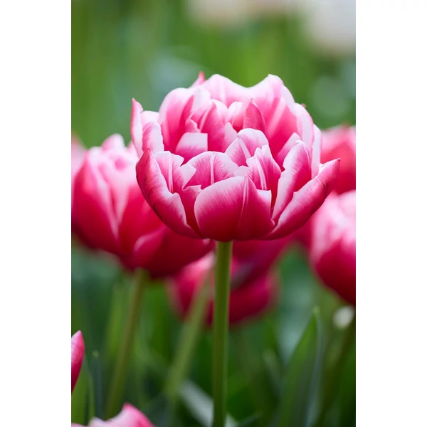 Jub Columbus tulipán virághagyma 7db/cs Jub Columbus tulipán virághagyma 7db/cs