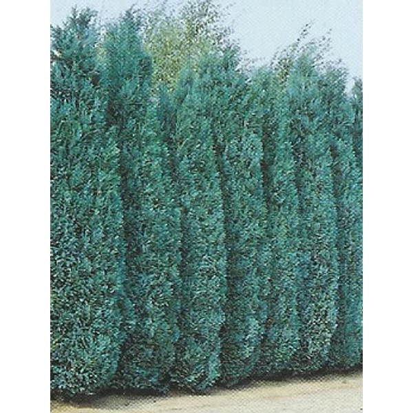 Chamaecyparis lawsoniana 'Columnaris' - Kék oszlopos  hamisciprus FL 125/150