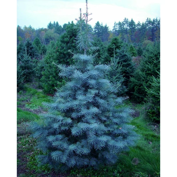 Abies Concolor Silver Blue - Kolorádói jegenyefenyő 125/150 C55L
