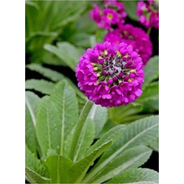 Primula denticulata Prom Deep Rose' -  Gömbös kankalin