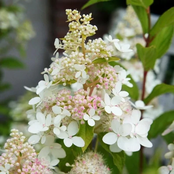 Hydrangea paniculata 'Confetti'® – Fehér bugás hortenzia 30/50