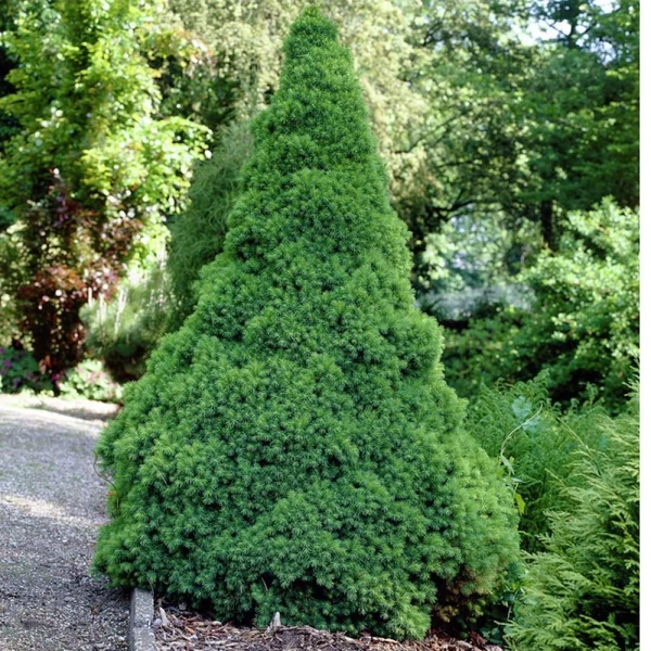 Picea glauca 'Conica' - Cukorsüvegfenyő 60/80 FL