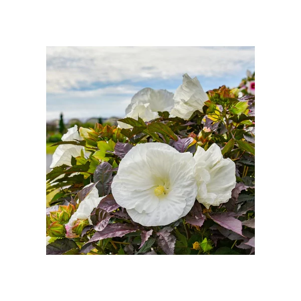Hibiscus Mocsári Cookies and Cream K3l