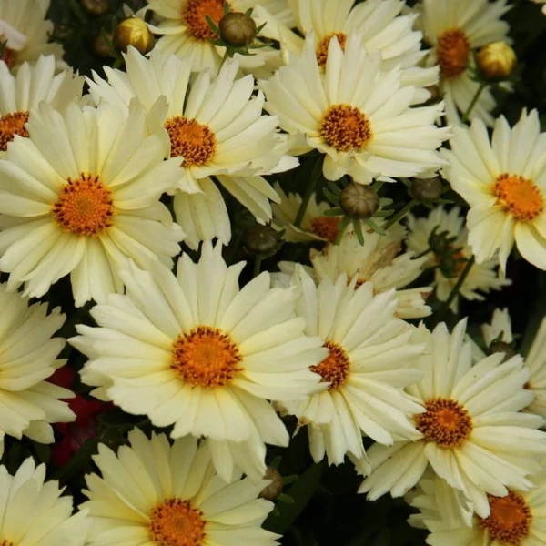 Coreopsis Up Tick Cream - Menyecskeszem CS14