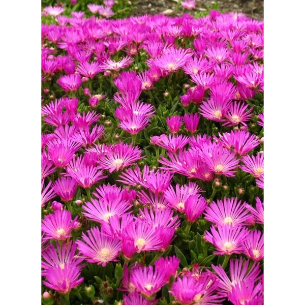 Delosperma Beaufort West-Kristályvirág Cs10,5