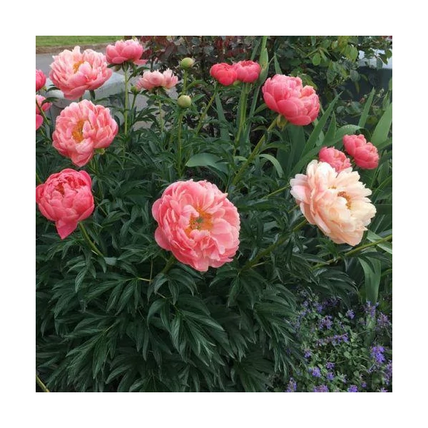 Paeonia lactiflora ‘Coral Sunset’ – lágyszárú bazsarózsa 3L