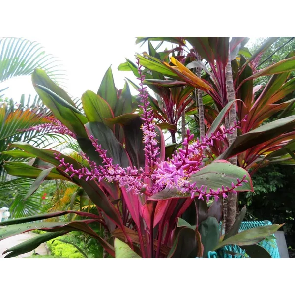 Cordyline Bunkólilliom
