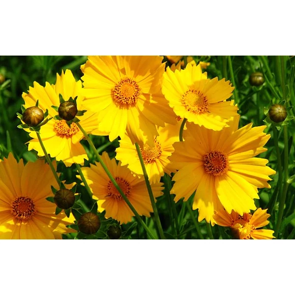 Coreopsis - Menyecskeszem CS14