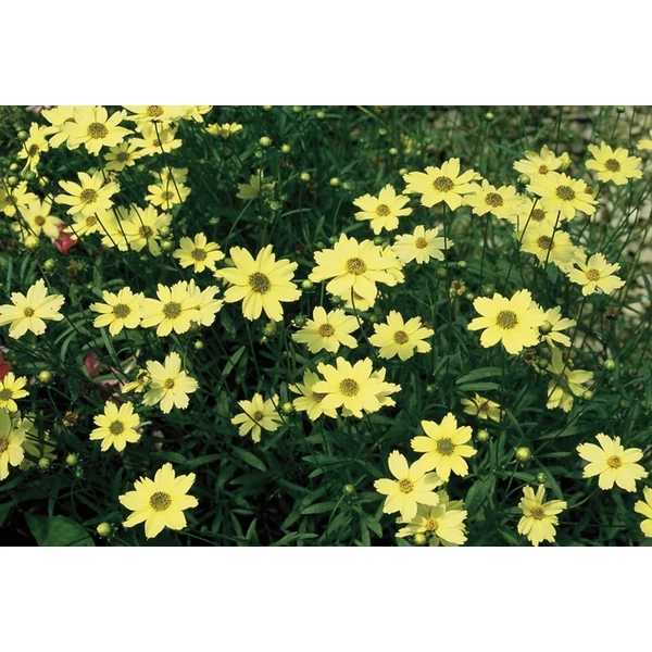Coreopsis Créme Brulee - Menyecskeszem D14