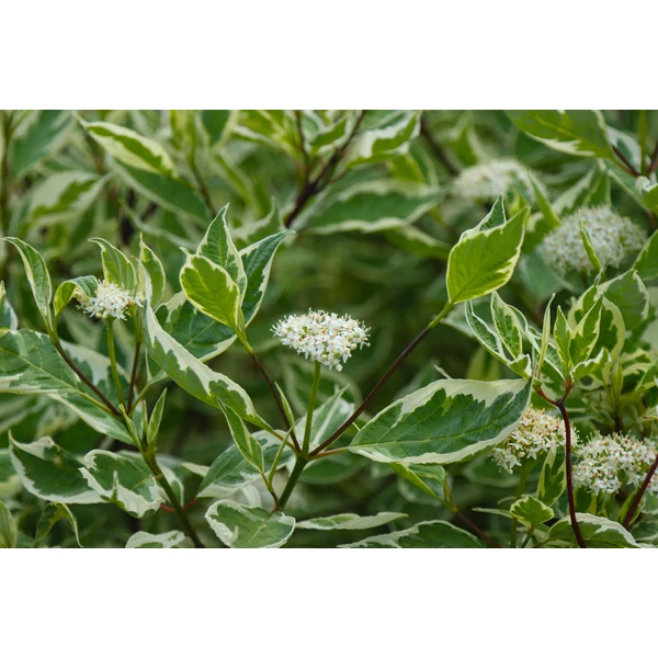 Cornus alba – Fehér som, vörös vesszejű K2 20/40