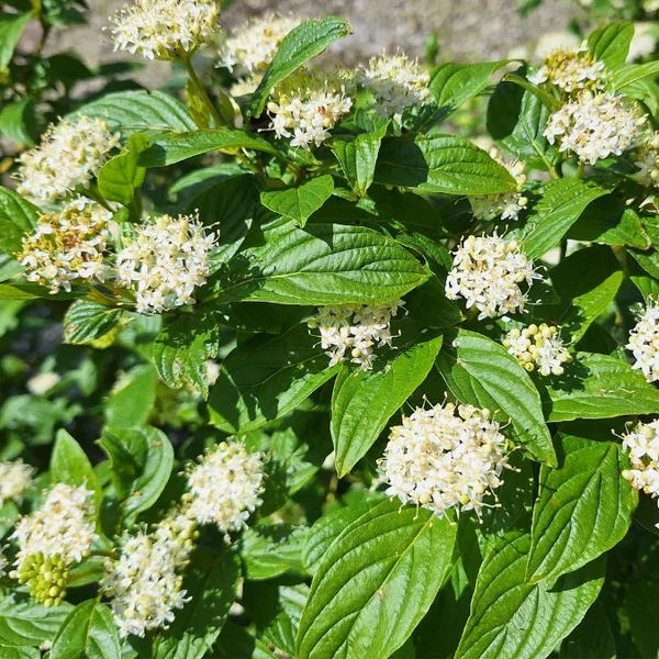 Cornus sericea ‘Flaviramea’ – Sárga vesszős som K2 20/40