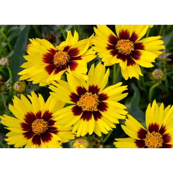 Coreopsis grandifloria SunKiss Yelow red - Menyecskeszem CS9