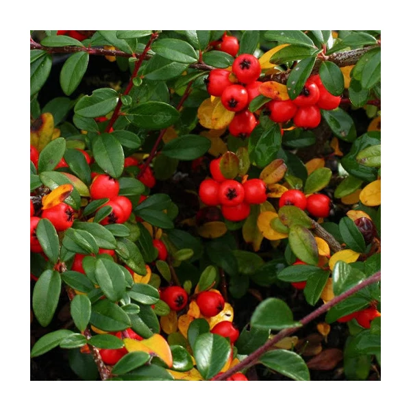 Cotoneaster dammeri 'Coral Beauty' – Törzses madárbirs K15/18 T120 extra