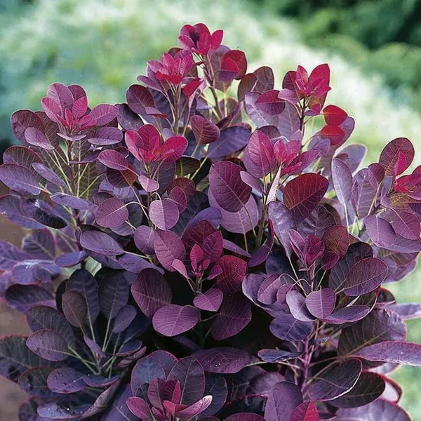 Cotinus coggygria 'Royal Purple'  - Vörös cserszömörce K2 